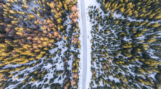 aerial photography of road beside yellow and orange maple trees in Lillehammer Norway