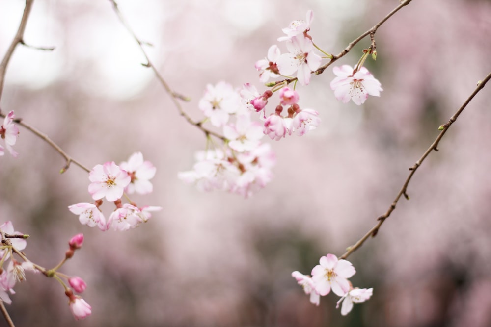 Selektives Fokusfoto einer rosa blättrigen Blume