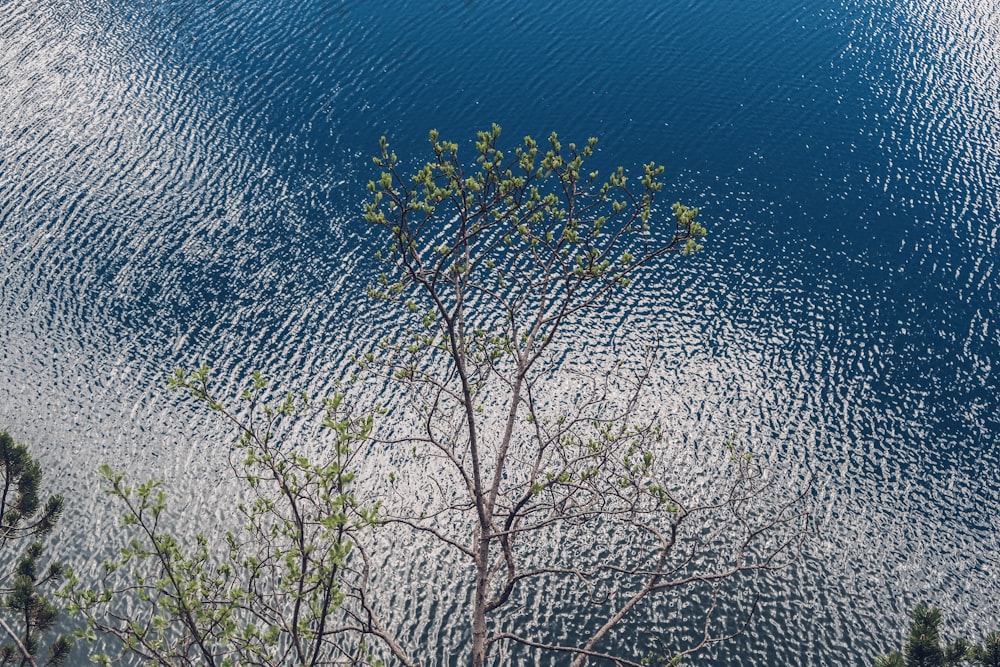 leafless tree on body of water