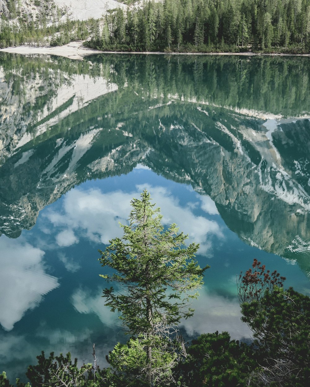 green trees on snow covered mountain during daytime