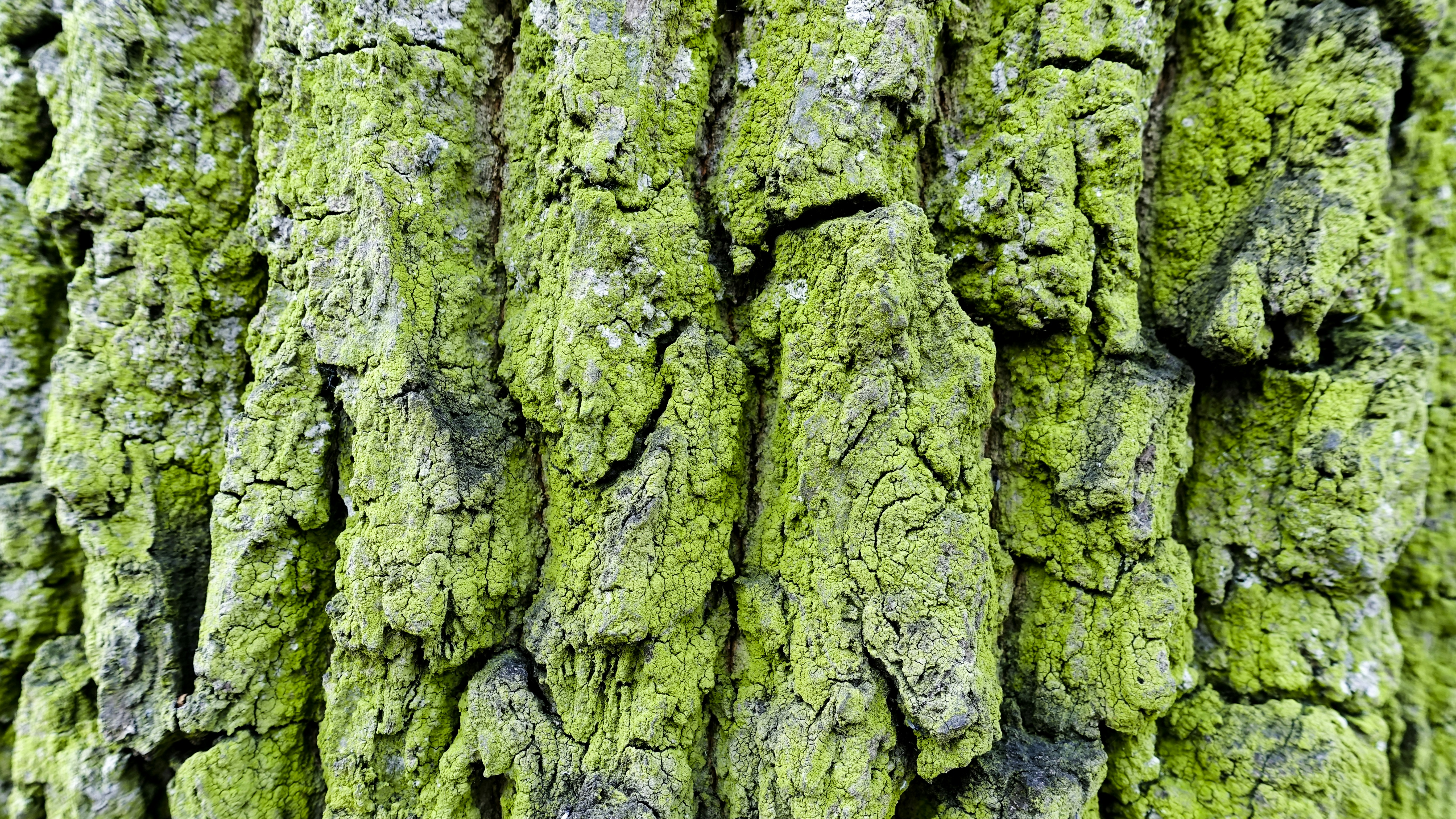 Free Unsplash photo from Daisy Feng