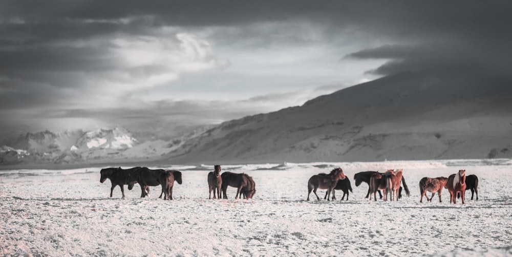 灰色の空の下、白い雪原を走る馬のチーム