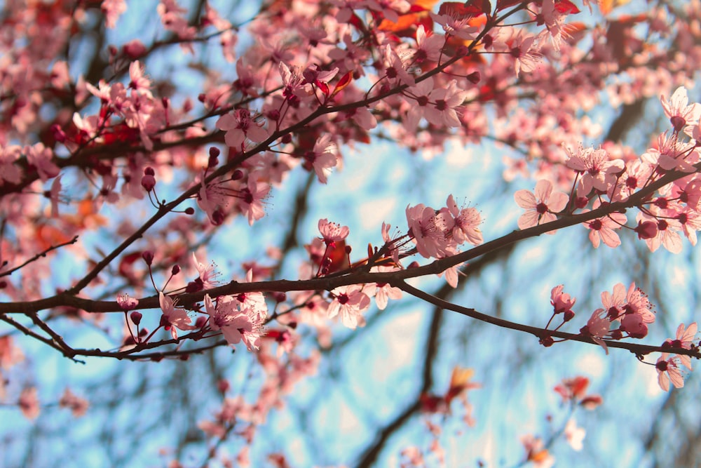 Pink cherry blossom flowers on branches against a pale blue sky