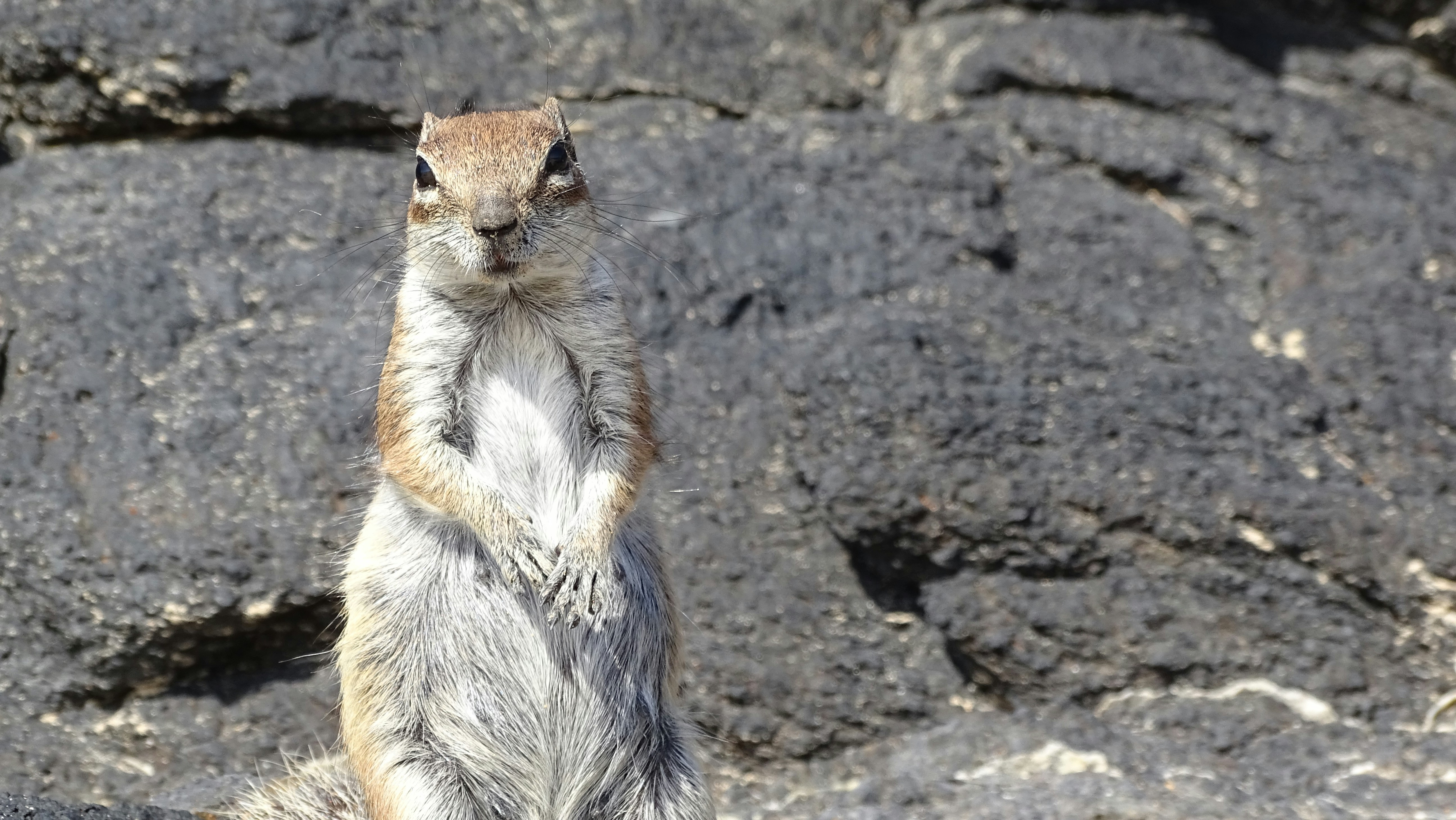 Free Unsplash photo from NiCe -