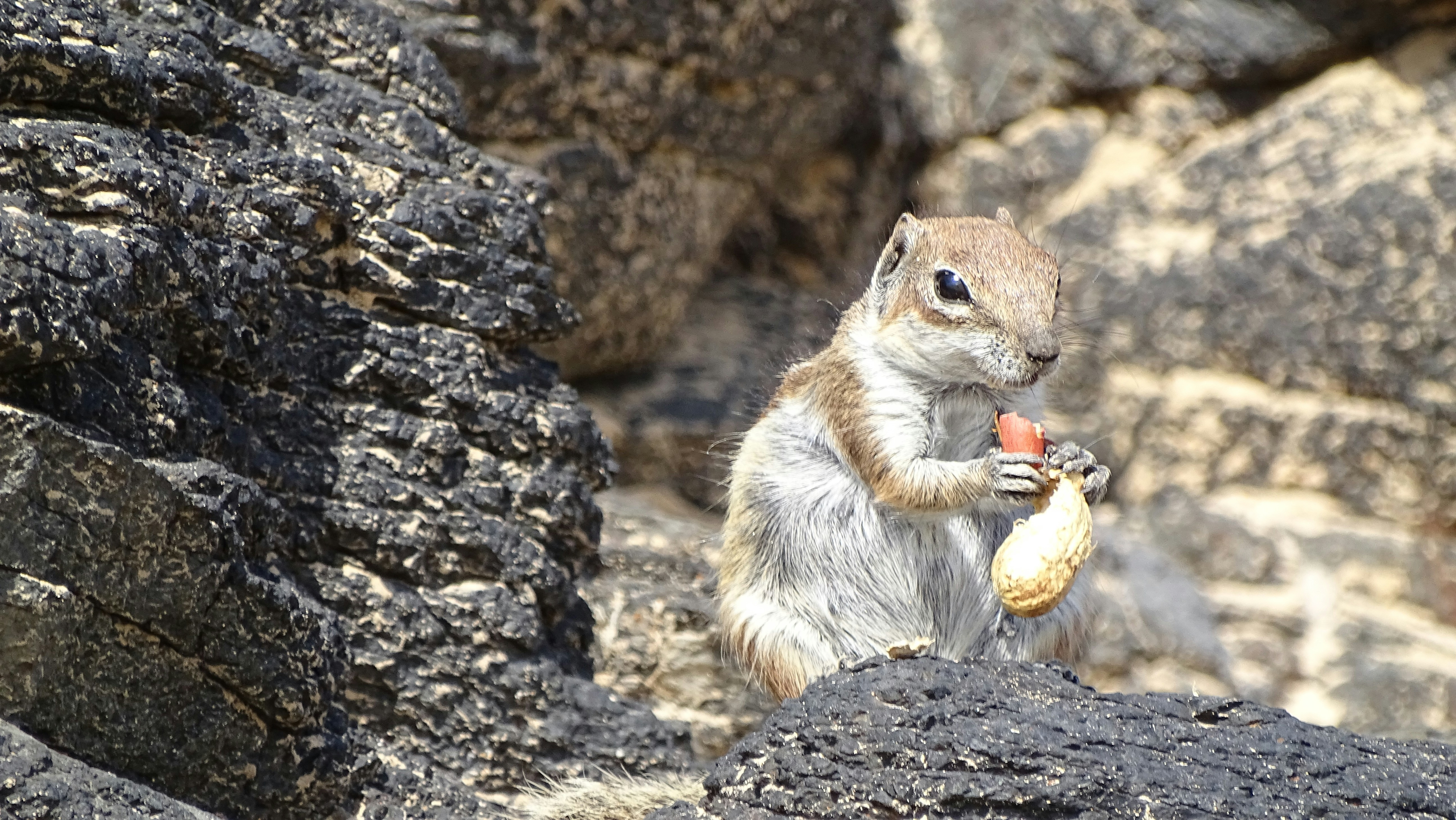 Free Unsplash photo from NiCe -