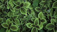 close up photo of green leafed plant