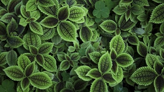 close up photo of green leafed plant