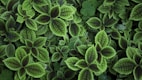 close up photo of green leafed plant