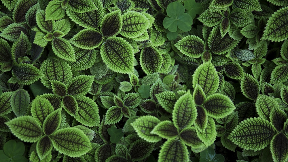 photo en gros plan d’une plante à feuilles vertes