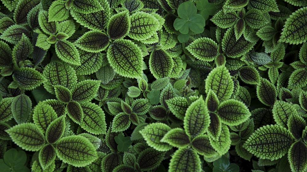 close up foto de planta de folhas verdes