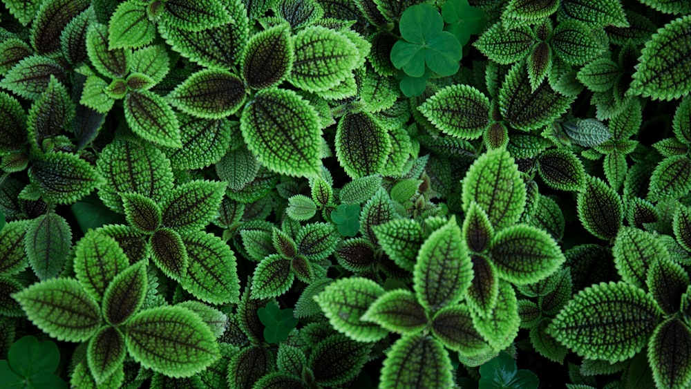 close up photo of green leafed plant