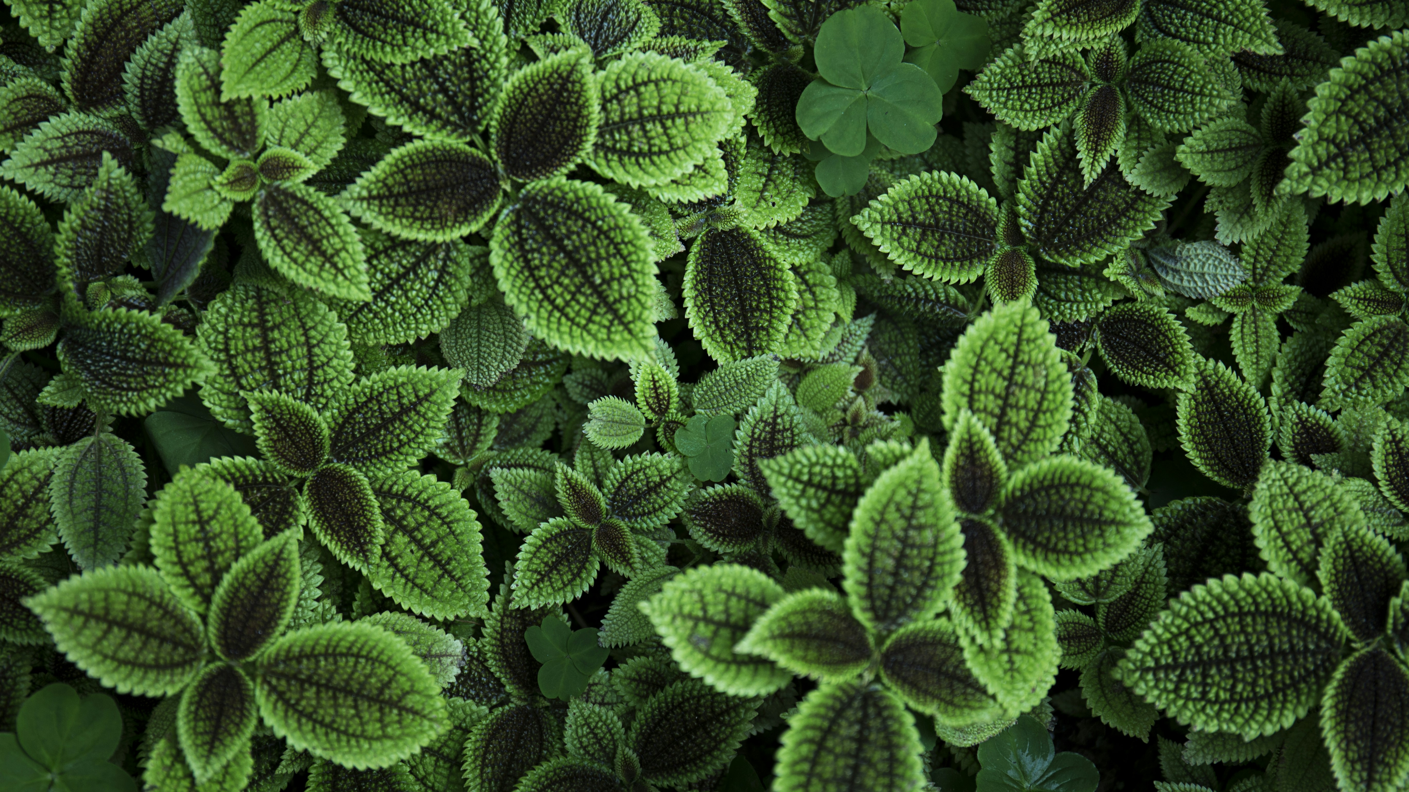 great photo recipe,how to photograph close up photo of green leafed plant