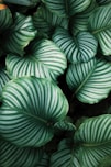 green and white leafed plants