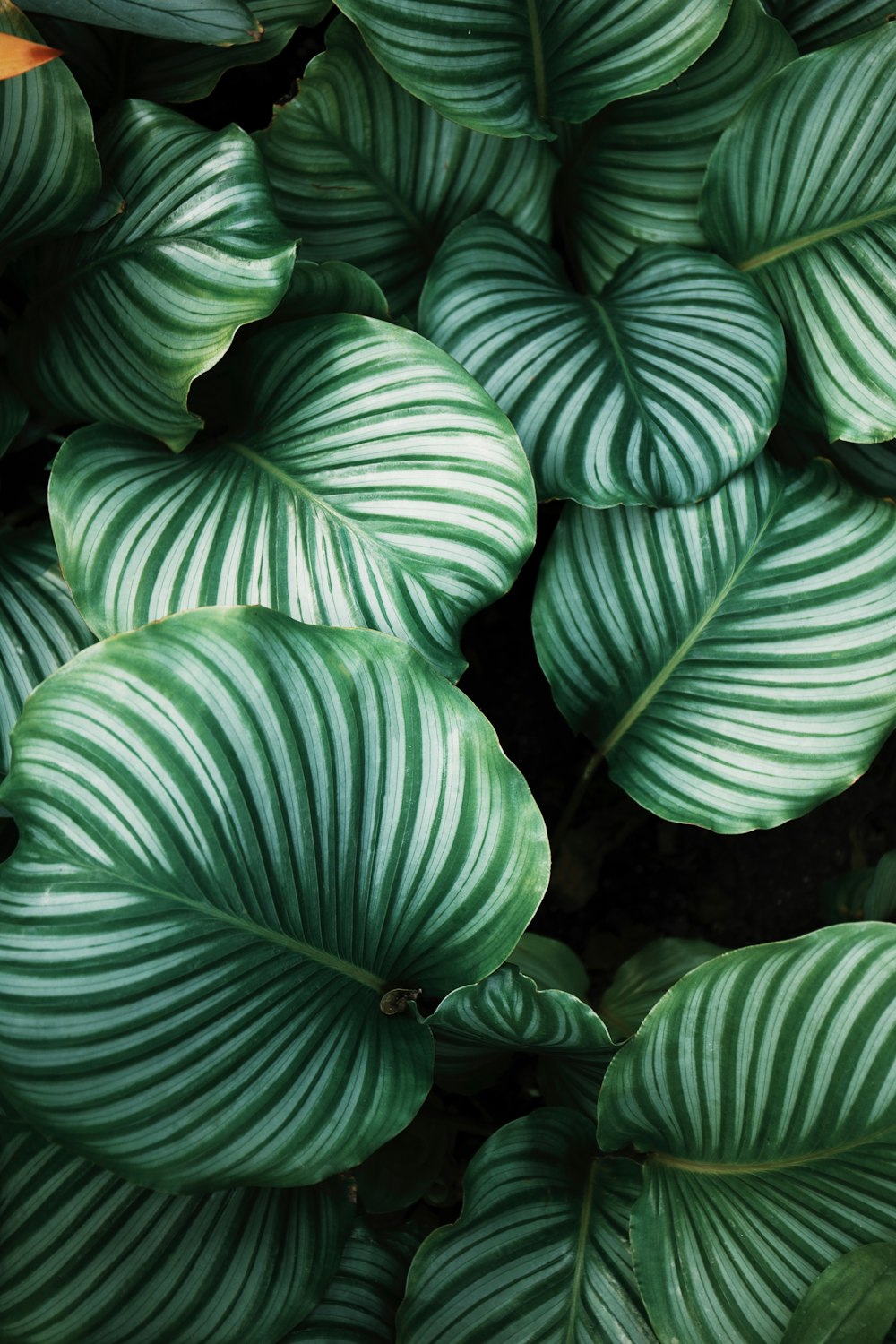 plantas de hojas verdes y blancas