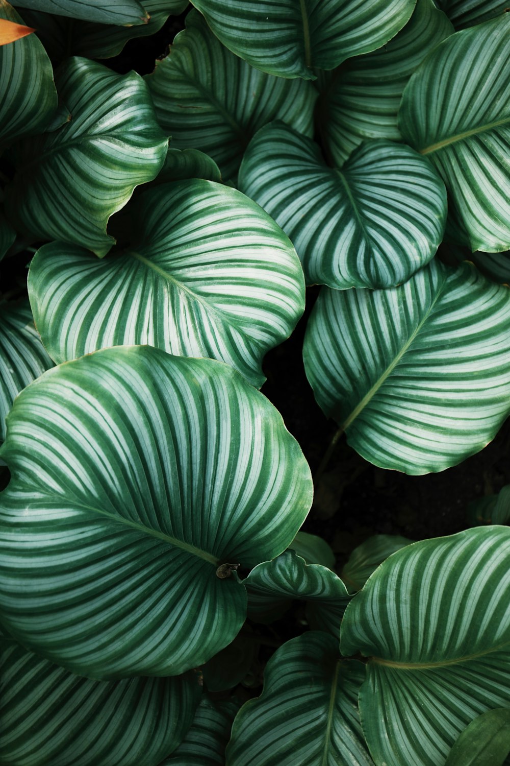 plantes à feuilles vertes et blanches