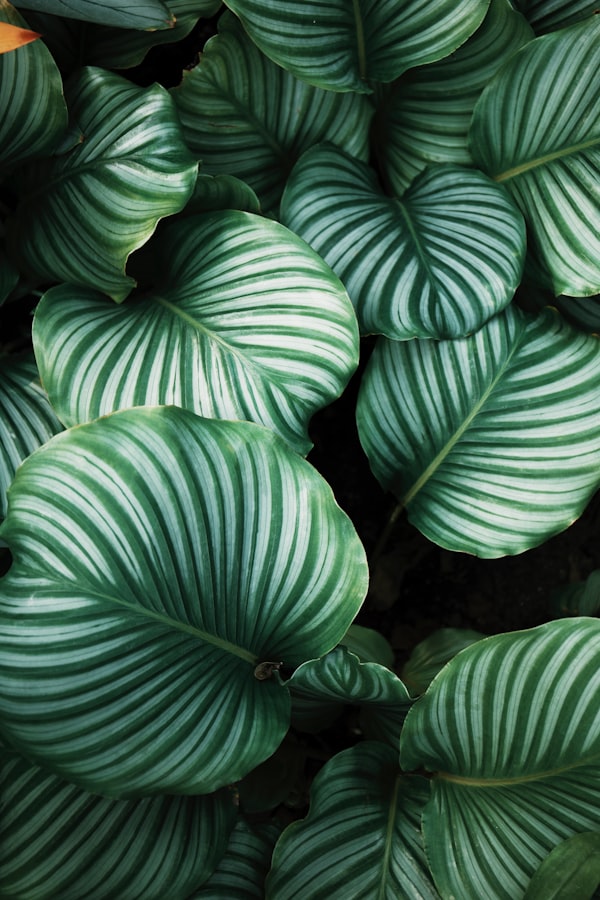 The Office Plant Saga