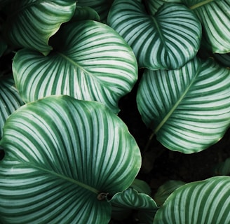 green and white leafed plants