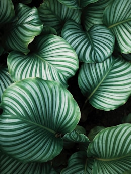 green and white leafed plants