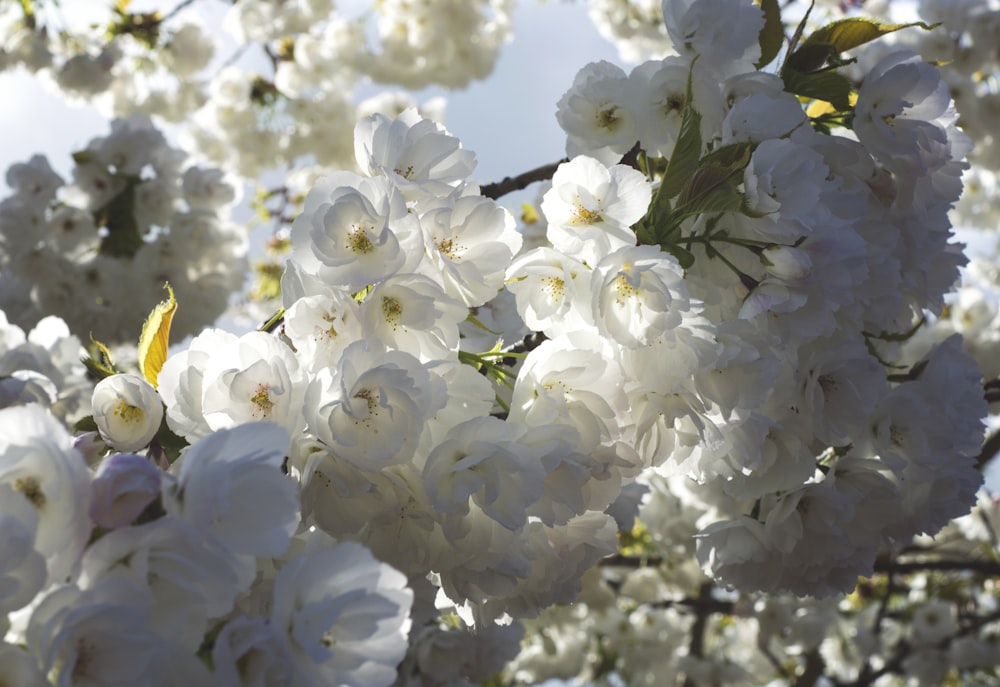 white petaled flowers close-up photography