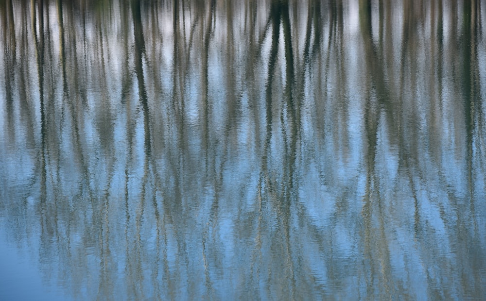 ein Gewässer mit Bäumen, in denen sich Bäume spiegeln