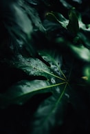 low-light photo of water drops on leaf
