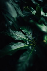 low-light photo of water drops on leaf