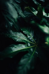 low-light photo of water drops on leaf