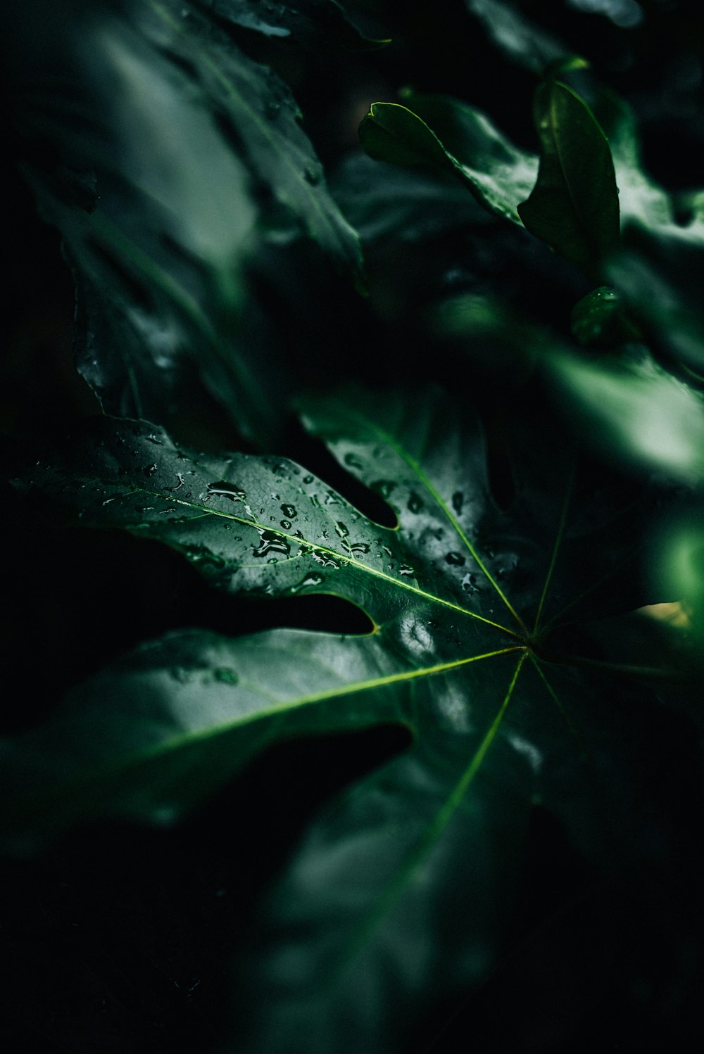 Photo en basse lumière de gouttes d’eau sur une feuille