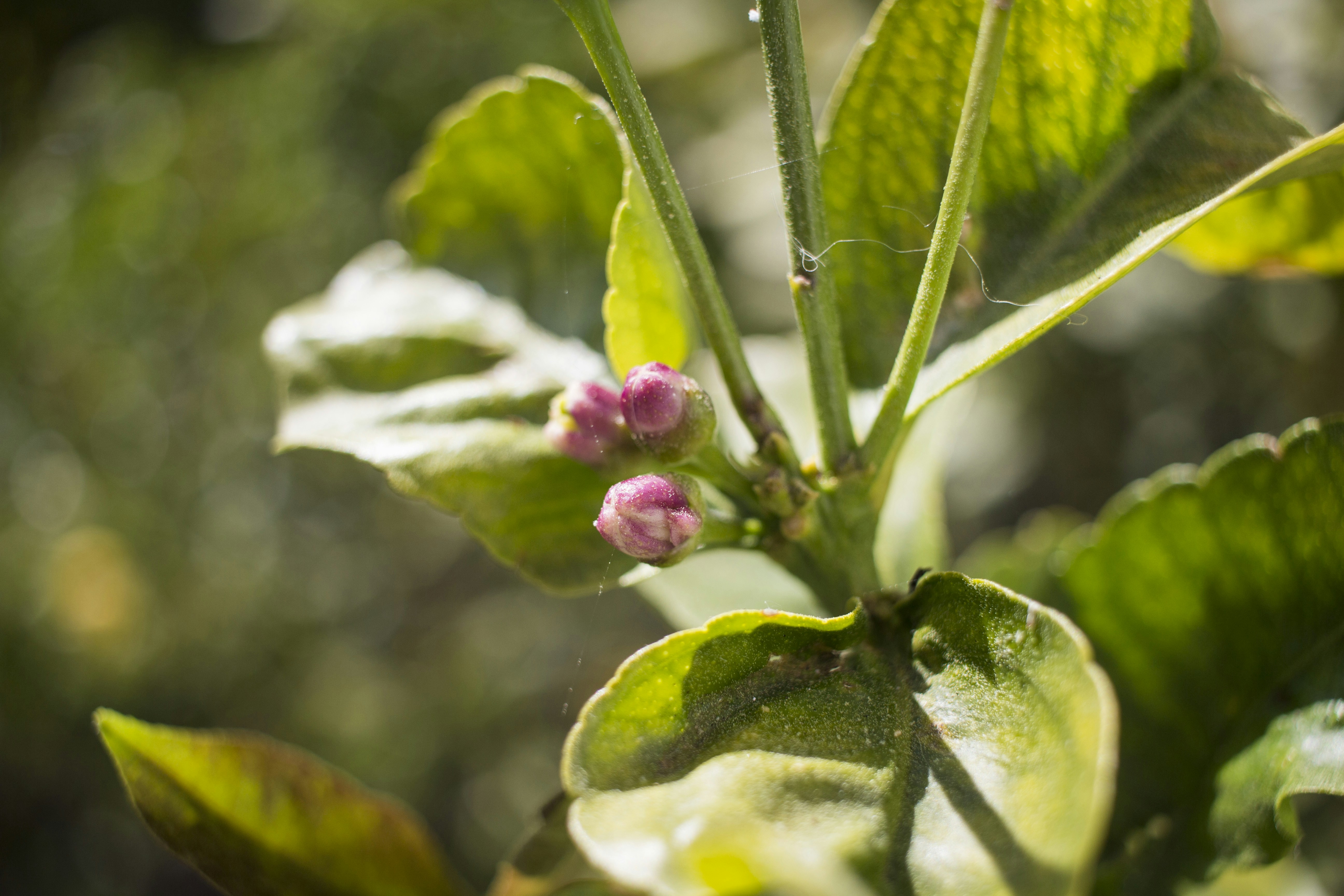 Free Unsplash photo from Pavlo Aliko