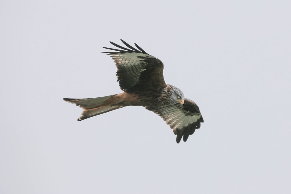 Schwarzer und weißer Vogel tagsüber