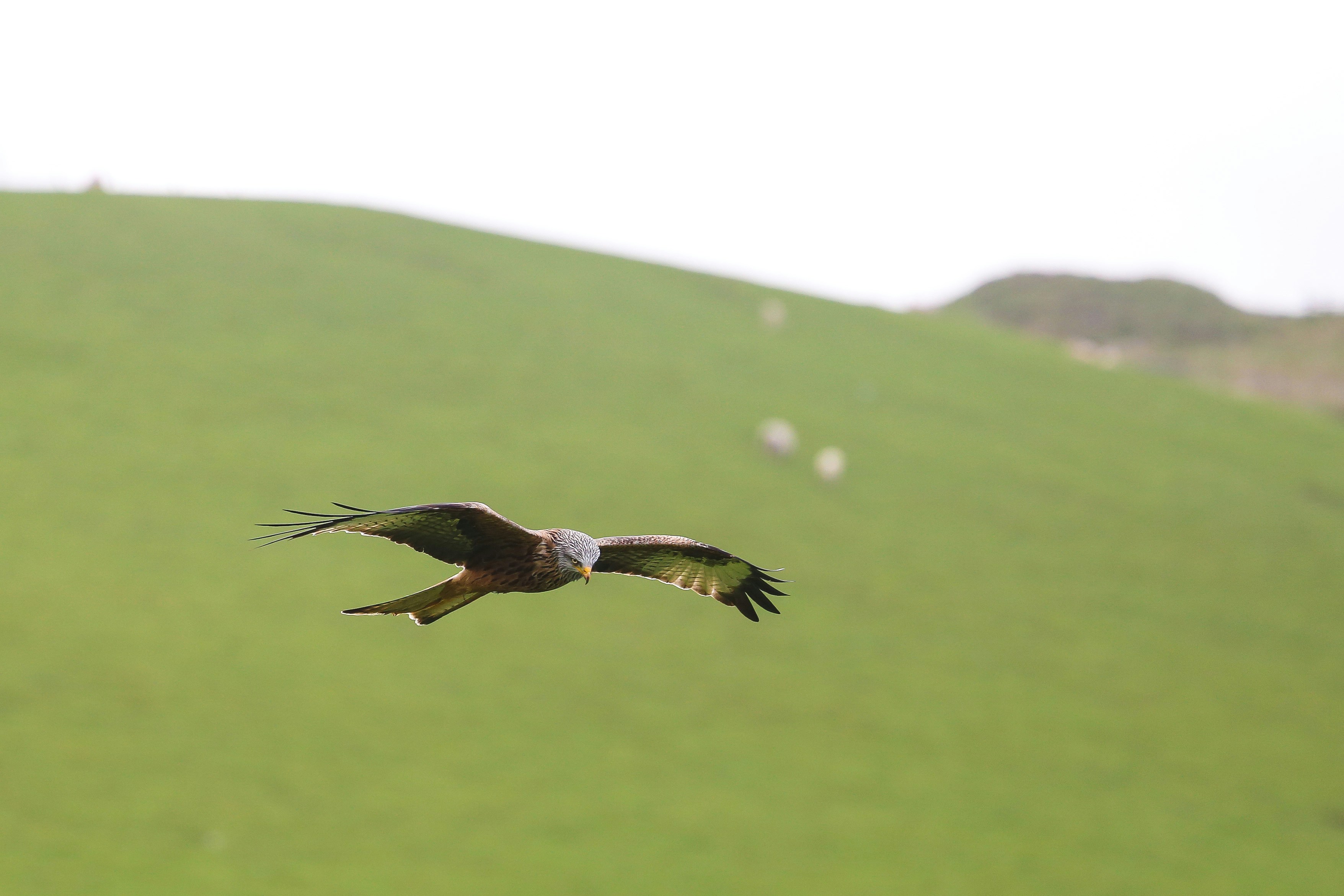 Free Unsplash photo from James Padolsey