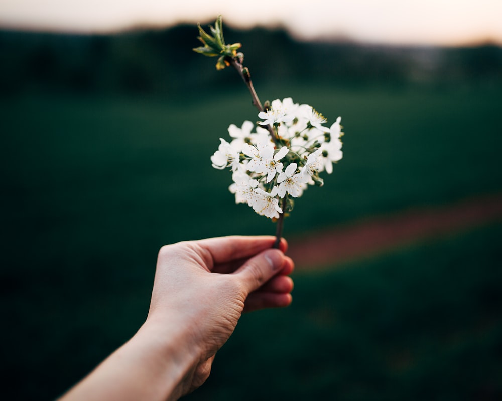 person holding white petaled flowers
