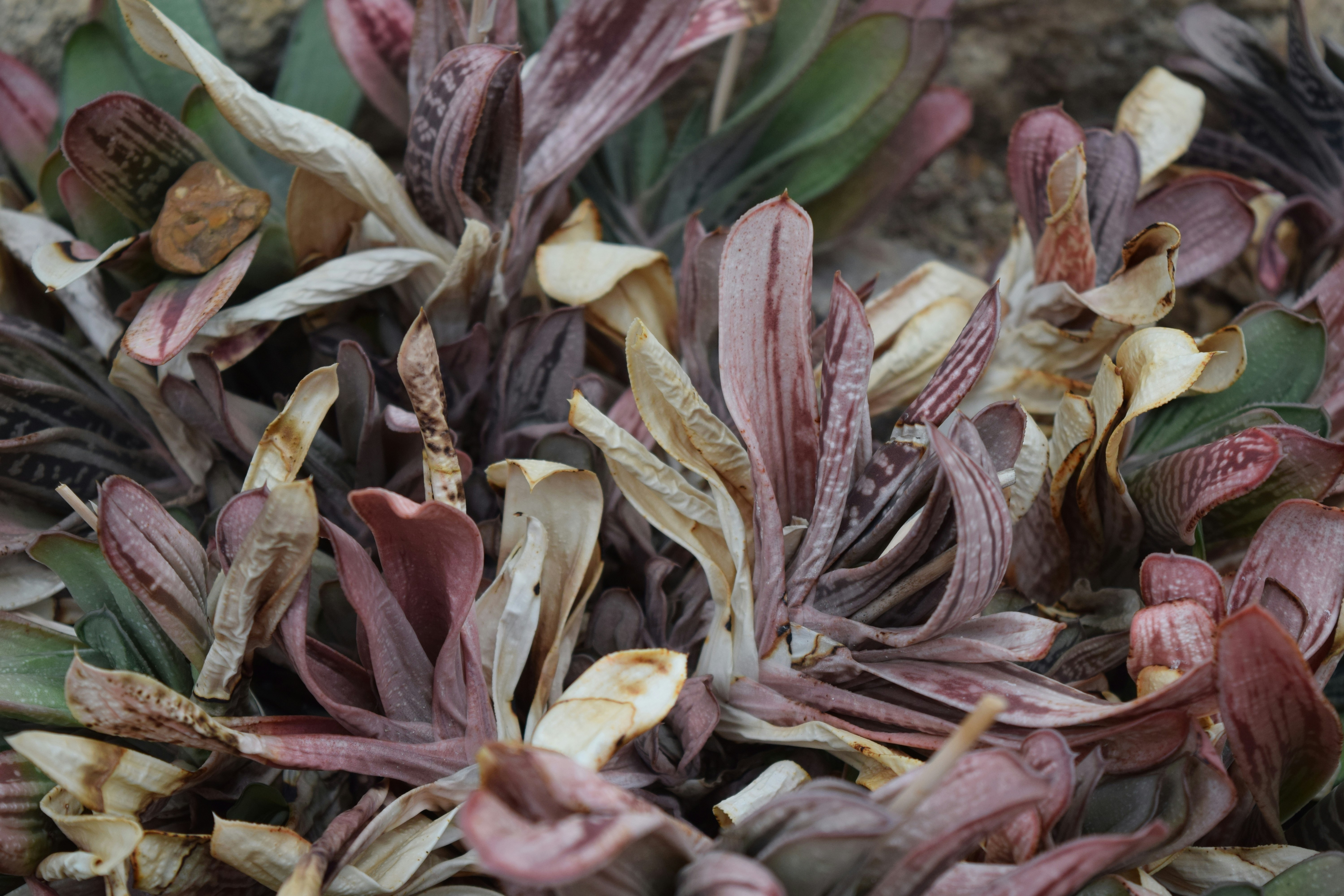 Free Matthaei Botanical Gardens Image On Unsplash