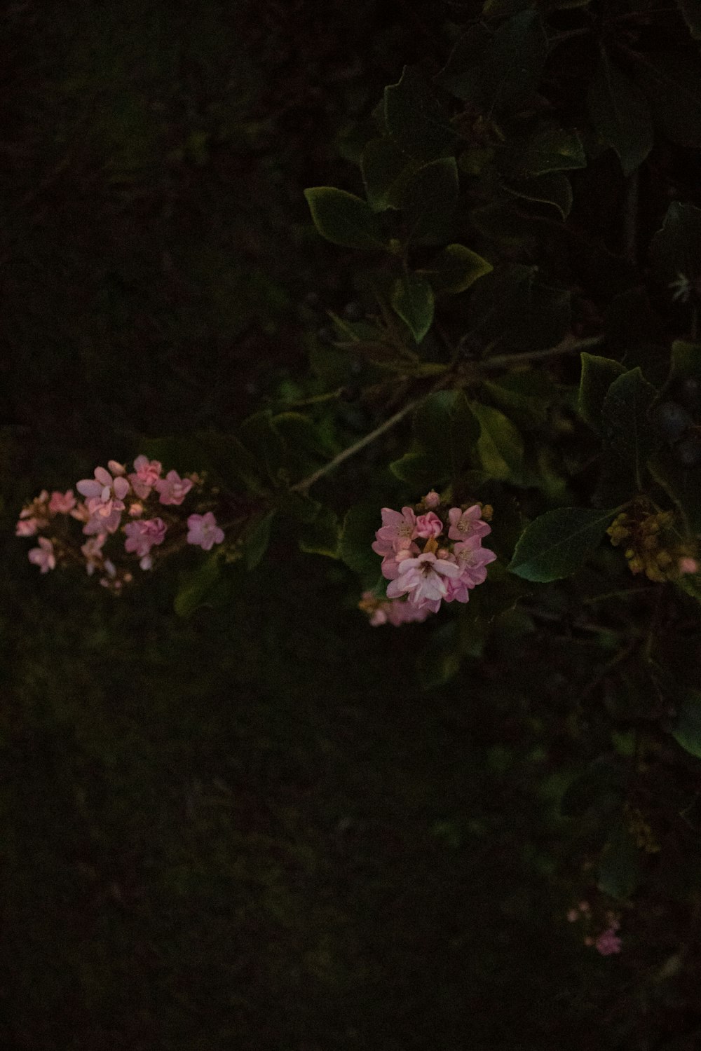 pink petaled flowers