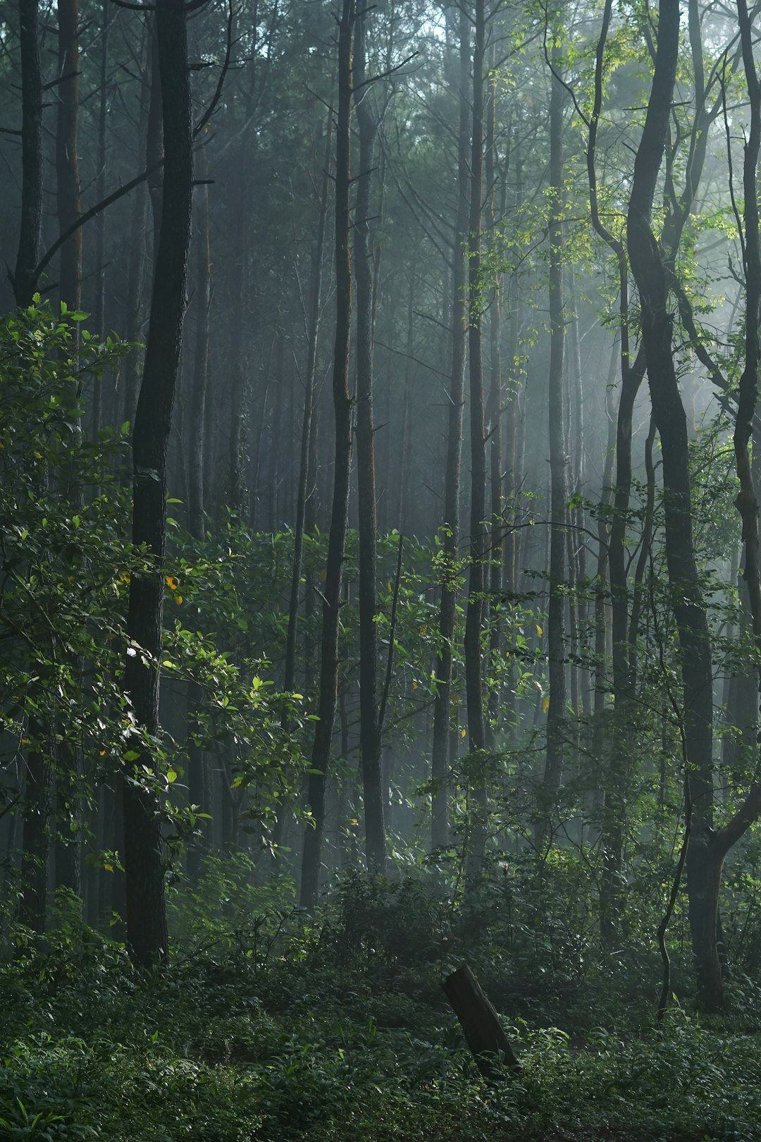 photo of Special Region of Yogyakarta Forest near Parangtritis Beach