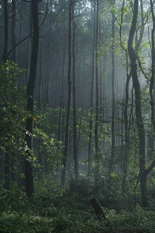 photography of forest trees in Special Region of Yogyakarta Indonesia