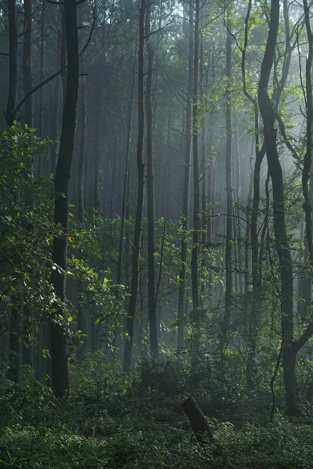 photo of Special Region of Yogyakarta Forest near Gunung Merbabu
