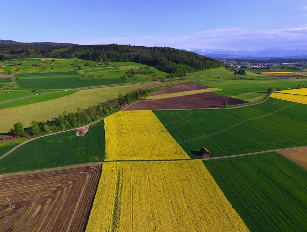 green and yellow field during daytime