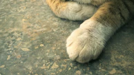 Close-up of a cat’s paws resting gently on a textured rug, highlighting tactile comfort.