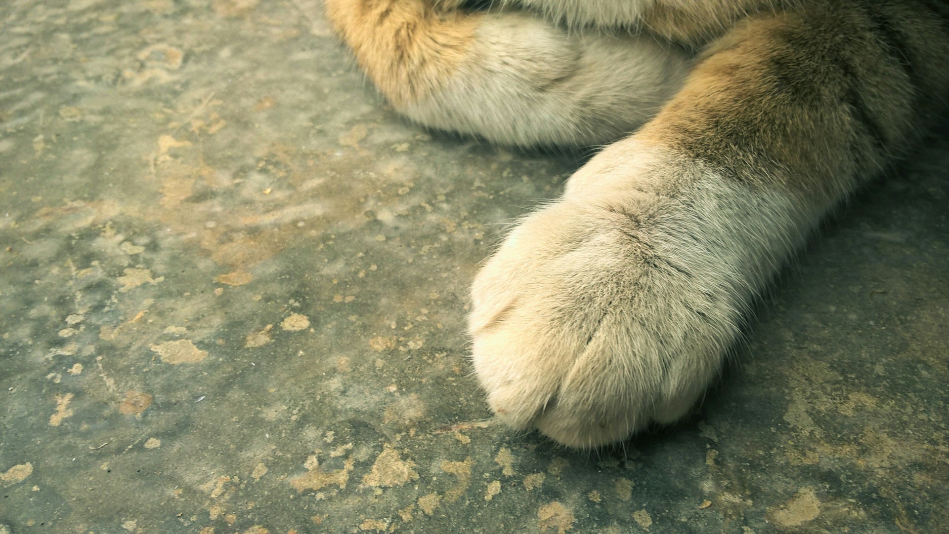 A close-up of a cat's paws being carefully trimmed by a professional groomer in a calm setting.