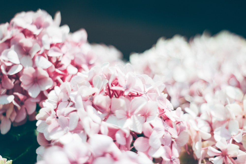 Fotografia a fuoco selettiva del fiore rosa a grappolo