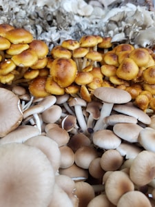 Premium Mushroom Spores