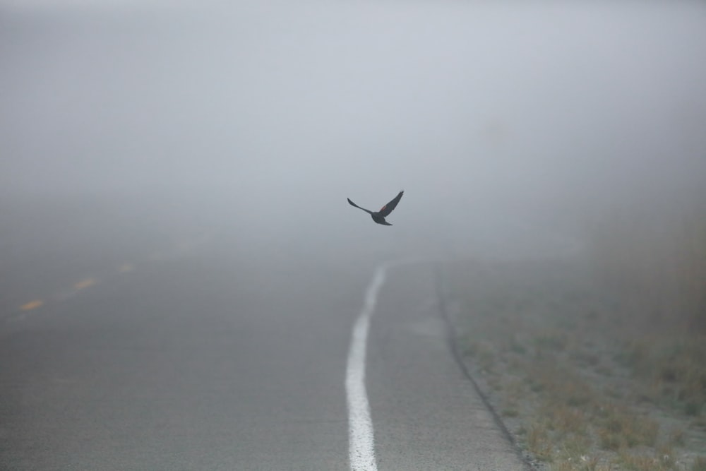 Oiseau noir en vol