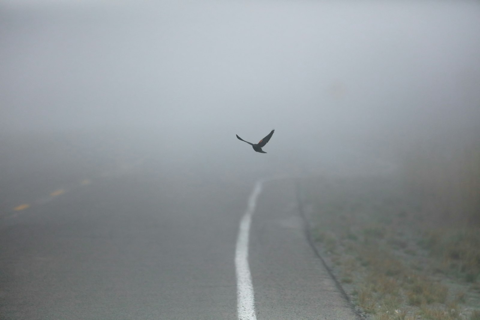 Canon EOS 5DS + Canon EF 100-400mm F4.5-5.6L IS II USM sample photo. Black bird in flight photography