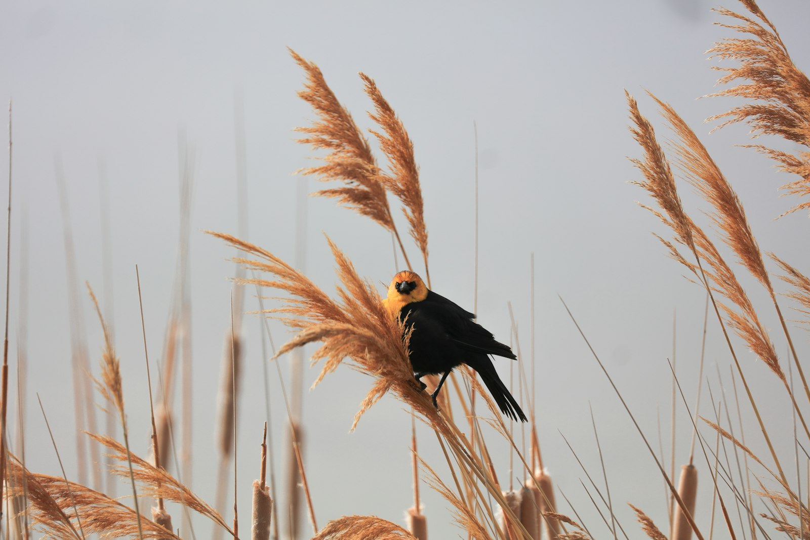 Canon EF 100-400mm F4.5-5.6L IS II USM sample photo. Closeup photography of black-and-yellow photography