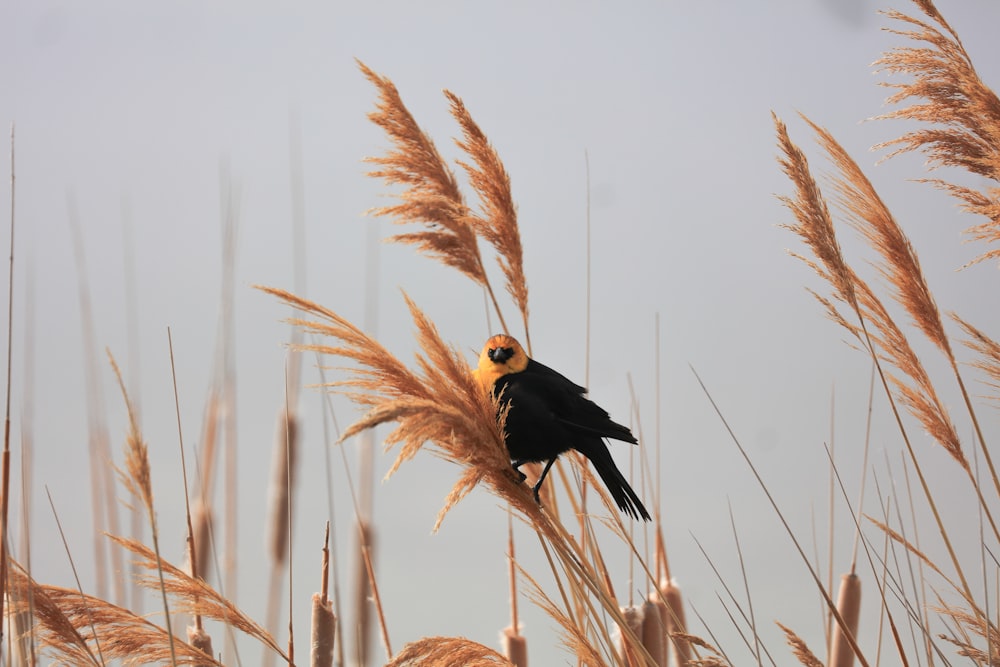 Fotografía de primer plano de pájaro negro y amarillo durante el día