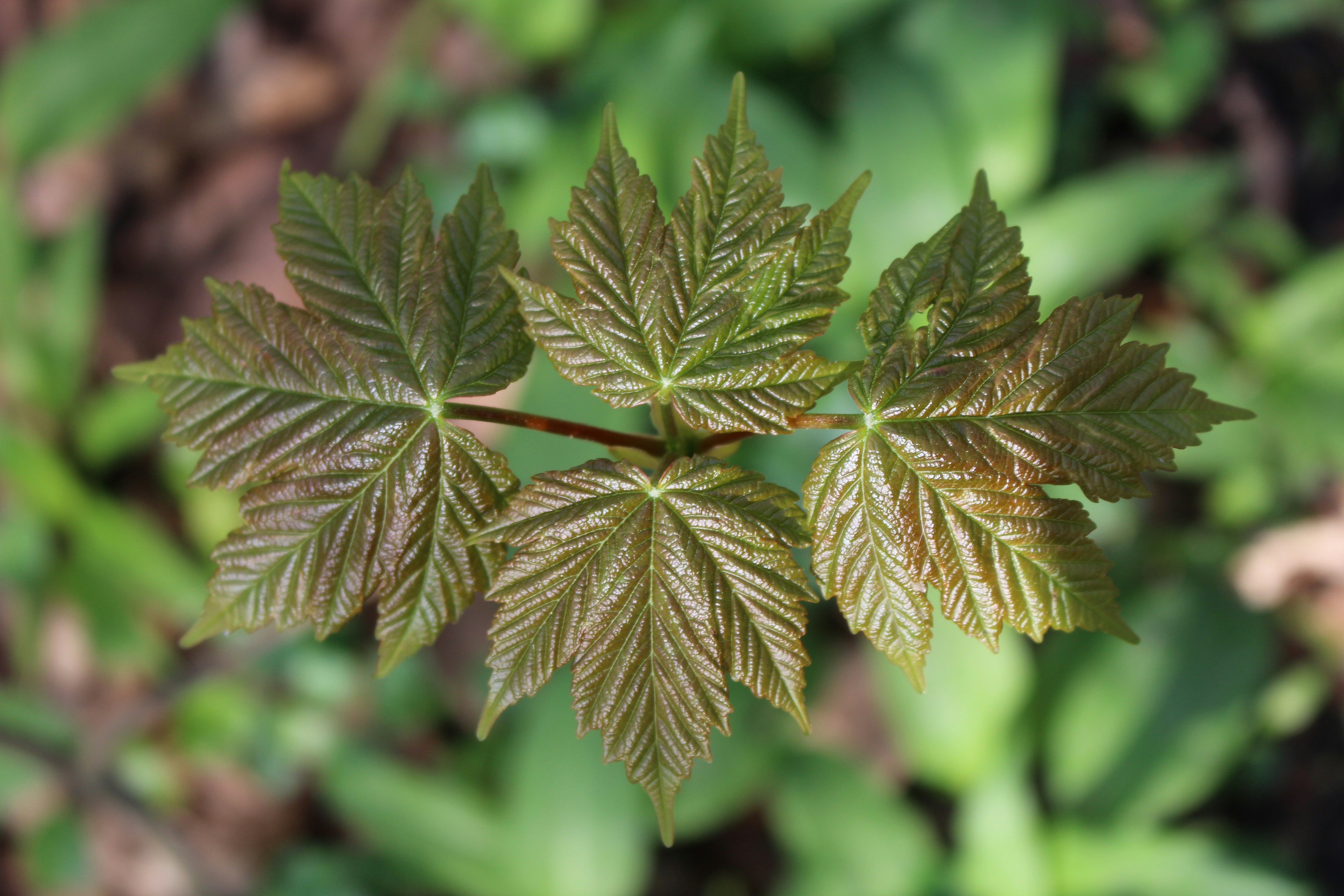 Free Unsplash photo from Louise Yagmur Kaiser