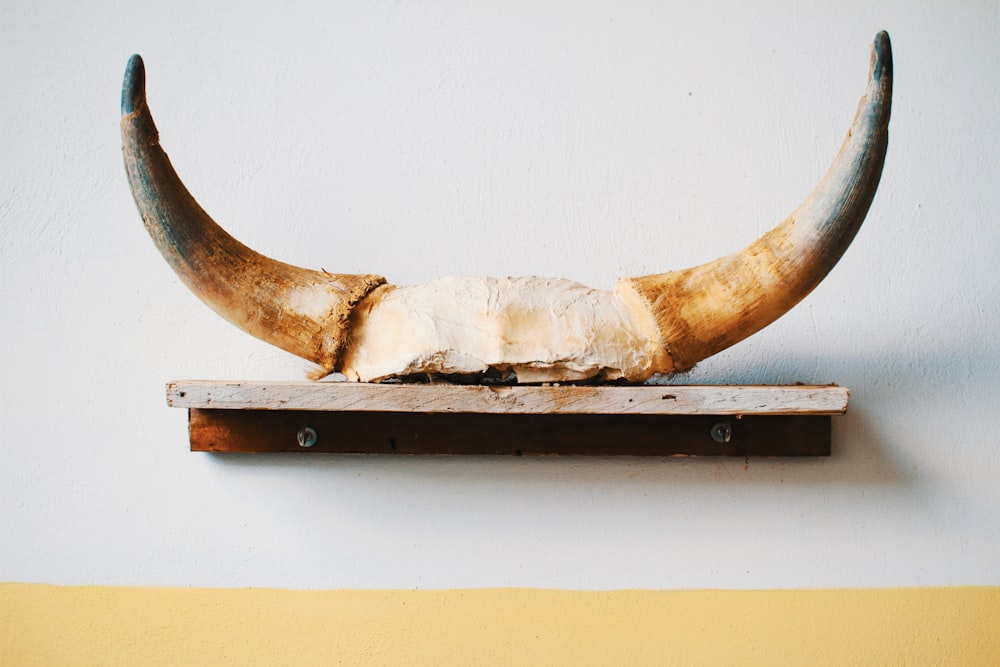 500+ Horn Pictures [HD] | Download Free Images on Unsplash