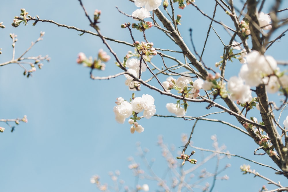 Weiße Blüten im Ast während des Tages