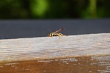 A wasp is perched on a wooden surface with a blurred green background. The wood shows a grainy texture, and the wasp has distinct yellow and black stripes, with translucent wings and orange-tinted legs.